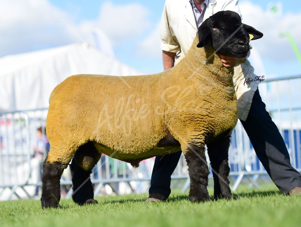 Willie Tait - first prize aged ram